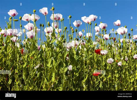 Campo de adormidera blanca con flores en latín papaver somniferum