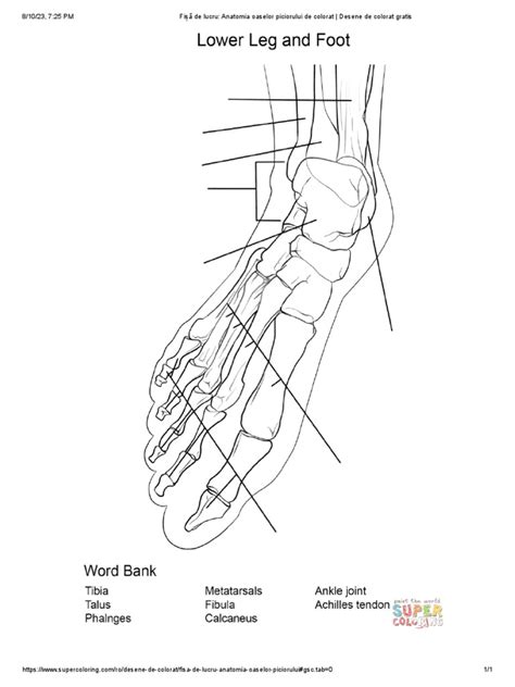 Fișă De Lucru Anatomia Oaselor Piciorului De Colorat Desene De