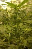 Jack Herer Sensi Seeds Galería de Cannabis Page No 5