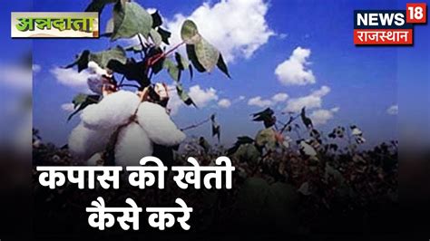 कपास की खेती करने का आधुनिक तरीका Cotton Cultivation Annadata Youtube