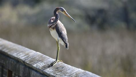 What Climate & Weather Is Found in a Freshwater Marsh? | Sciencing