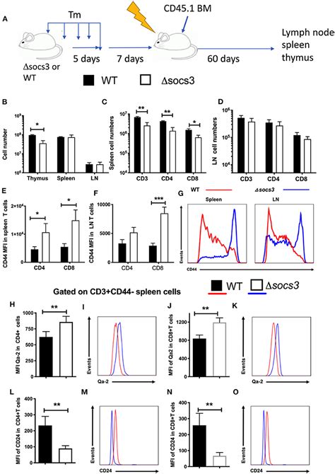 Frontiers Socs Expression By Thymic Stromal Cells Is Required For