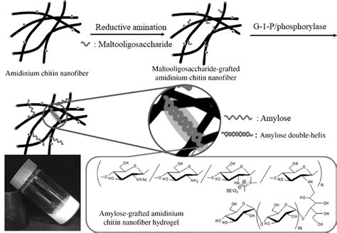 Chemoenzymatic Synthesis Of Amylose Grafted Amidinium Chitin Nanofiber