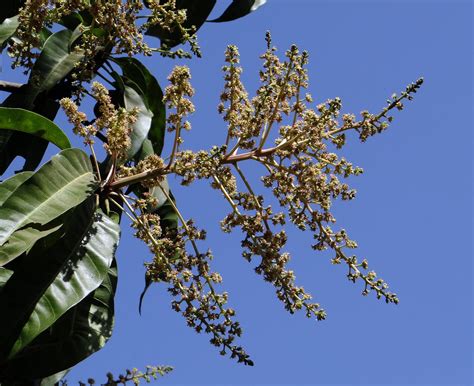 Cultivo De Mango Mangifera Indica L