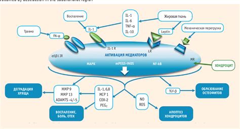 Figure 1 from The role of chondroprotectors in the pharmacological ...