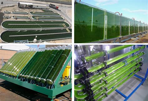 Photobioreactors Pbrs Used In Growing Microalgae A Raceway Pond