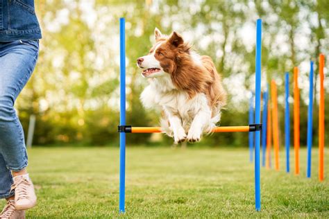 The Benefits Of Agility Training For Dogs | Highland Canine Training