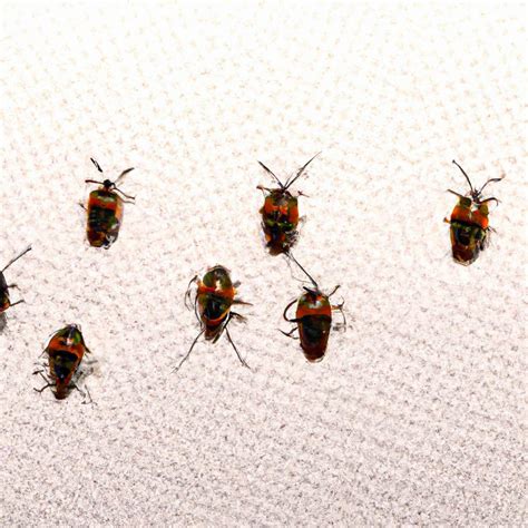 Les Signes Alarmants D Une Infestation De Punaises De Lit