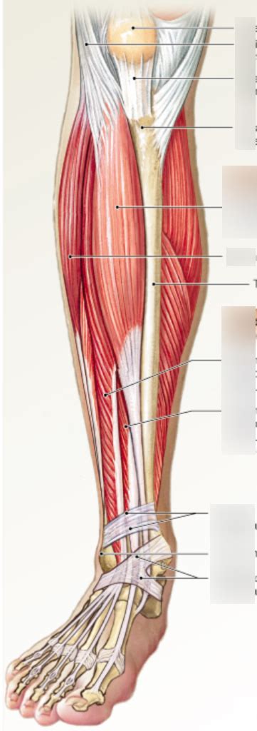 Diagram Of Extrinsic Muscles That Move The Foot And Toes Pt Quizlet