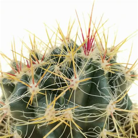 Ferocactus Stainesii Var Pilosus F Dicotomica 10 Cm Cactaceae