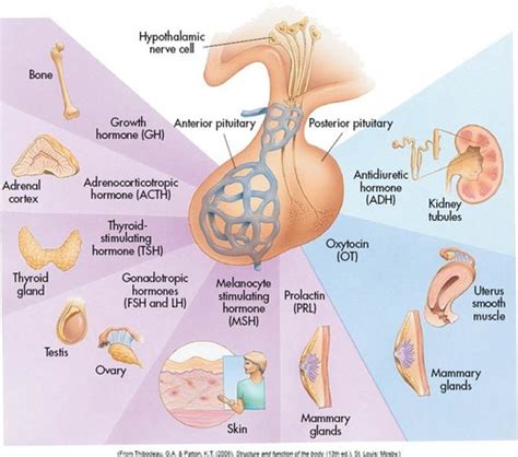 Human Anatomy Ch 20 Endocrine System Flashcards Quizlet