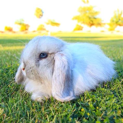 Dandelion Blue Eyed Holland Lop Relaxing At The Park Bunny Cages