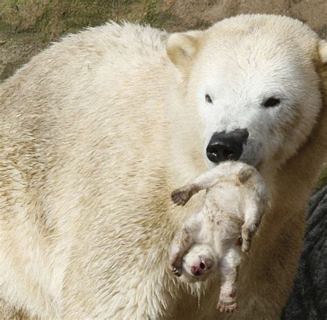 Das Eisbär-Baby aus Nürnberg - Bilder & Fotos - WELT