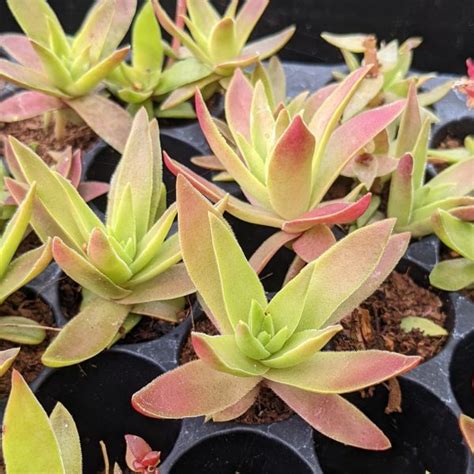 Crassula Capitella Red Pagoda Stecklinge Sunnyplants