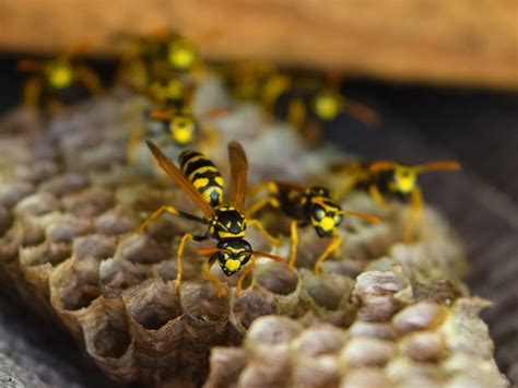 How To Find Hidden Wasps Nests And Eradicate Them Exterminatorhamilton Ca