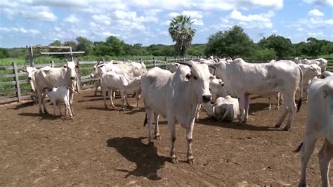 Clube Rural Fazenda investe em biotecnologia para criação de gado