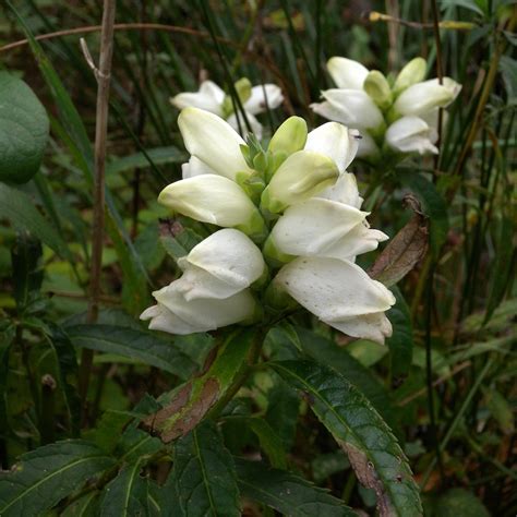 White Turtlehead Groundwork Illinois