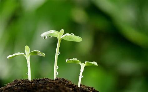 Cómo y cuándo plantar Guindilla mijardin es