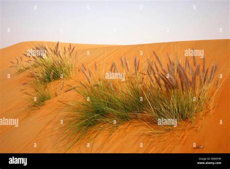 Red sand, sand dunes, Empty Quarter region of Rub'al-Khali desert where ...