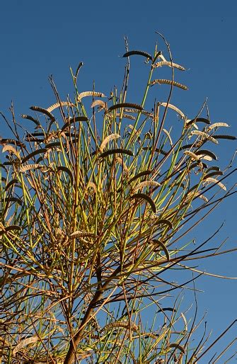 Oleander Seeds Stock Photo - Download Image Now - Beauty, Botany, Bush ...