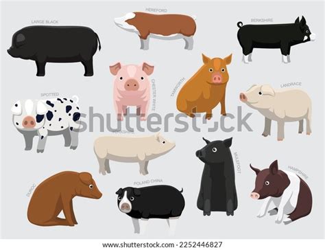 Various Pig Breeds Names Set Various Stock Vector (Royalty Free) 2252446827 | Shutterstock