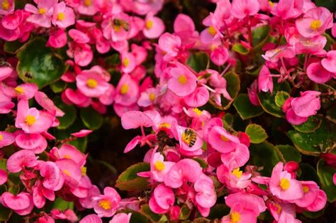 Premium Photo | Pink begonia grandis in the park
