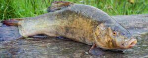 Nombres De Peces GeoViajeros