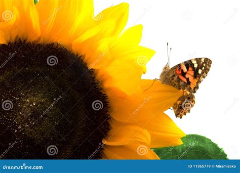 Mariposa En Un Girasol Imagen De Archivo Imagen De Plantas