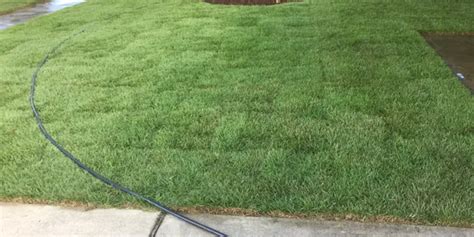 The Benefits Of Zoysia Grass The Perfect Low Maintenance Lawn Solution Clean Cut Landscape Co