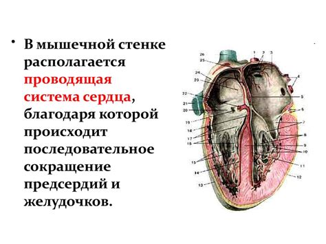 Анатомия сердца - презентация онлайн