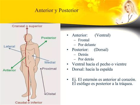 Posiciones Planos Regiones Y Cavidades Anatomicas Pptx