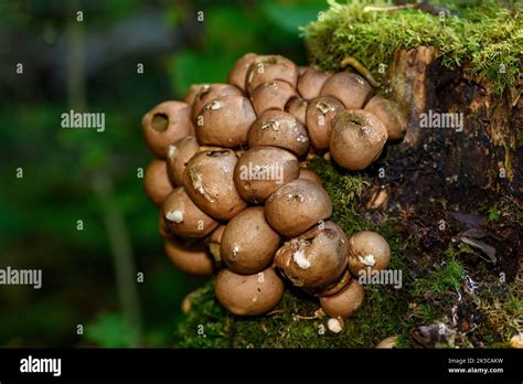 Pera Shaped Puffball Hi Res Stock Photography And Images Alamy