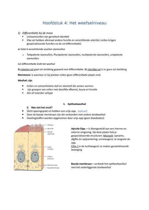 Hoofdstuk 4 Dit Is Een Samenvatting Van De Weefsel Bij Celbiologie