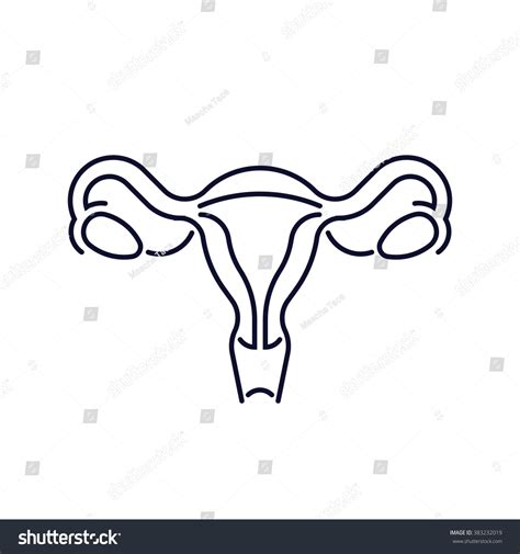 Modern Flat Line Female Reproductive System Stock Vector 383232019 Shutterstock