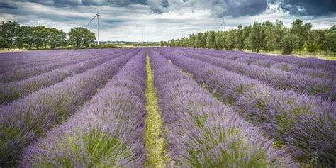 Festa Della Lavanda E Oltre A Tuscania 2024 Date E Programma