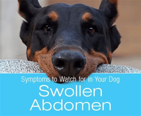 Abdominal Distention In Dogs Swollen Abdomen Might Be An Emergency