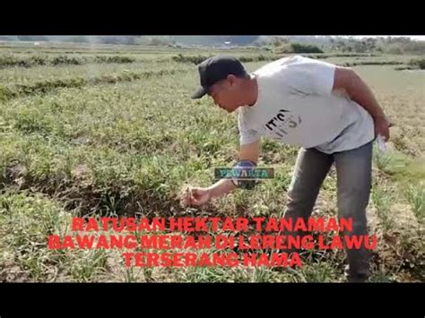 Ratusan Hektar Tanaman Bawang Merah Di Lereng Lawu Terserang Hama Youtube