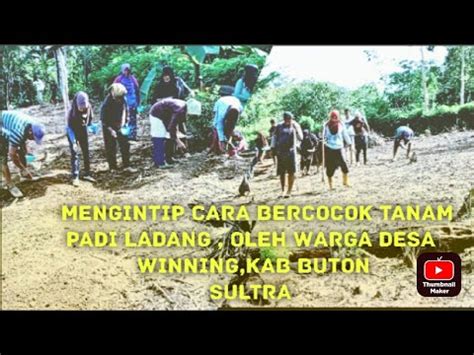 Cara Bercocok Tanam Padi Ladang Di Daerah Buton Sulawesi Tenggara Youtube