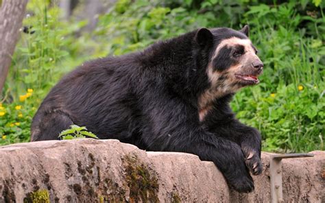 Spectacled Bear Spectacled Bear This Relatively Small Bear Lives In The