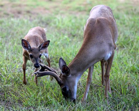 Key Deer | Noni Cay Photography