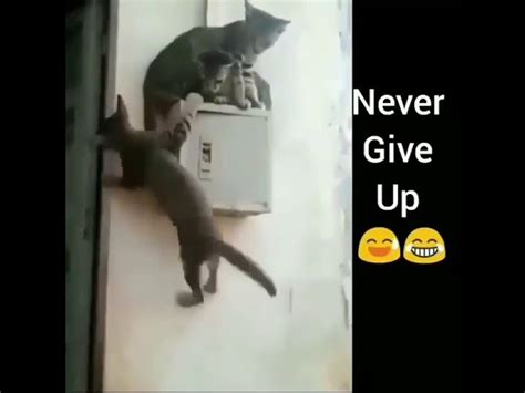 Never Give Up Funny Cat Videos World Cat Comedy