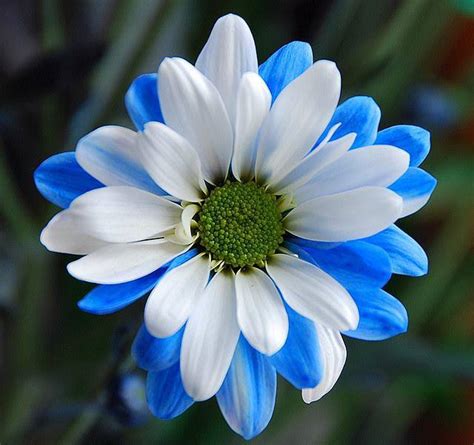 Blue And White Chrysanthemum ALK3R