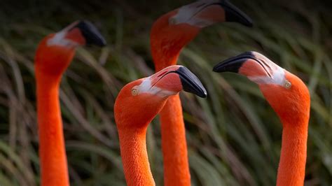 Flamingo San Diego Zoo Animals And Plants