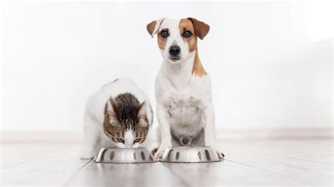 Meu Cachorro Comeu Ração De Gato E Agora - Pode dar ração de gato para cachorro? Veterinária explica