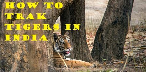 Bandhavgarh Tiger Safari India Bandhavgarh Package Tours India