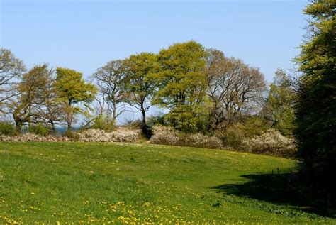 Frühling Wiese mit leichten grünen Stock Bild Colourbox