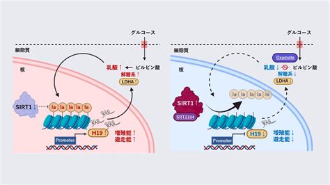 胃がんにおけるヒストンラクチル化：胃がんの新たな治療標的を発見 Science Tokyo