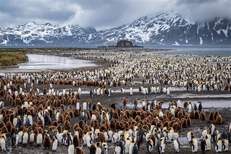 South Sandwich Islands Population