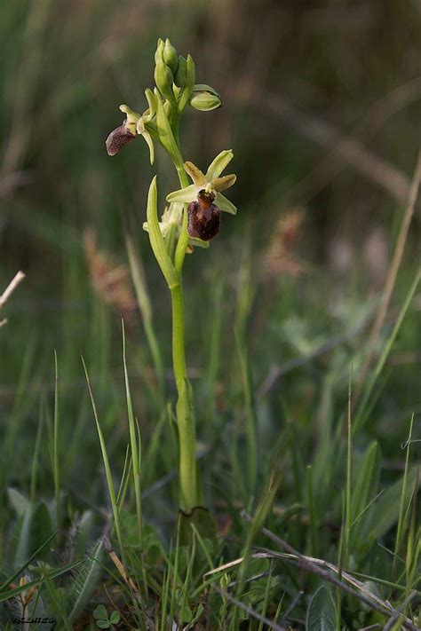 Las Flores Silvestres De Hormaza Ophrys Passionis