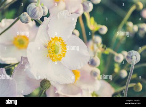 White anemone flower fotografías e imágenes de alta resolución Alamy